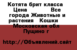 Котята брит класса › Цена ­ 20 000 - Все города Животные и растения » Кошки   . Московская обл.,Пущино г.